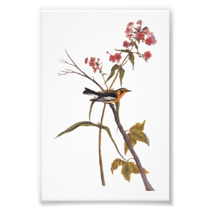 Blackburnian Warbler Vintag Audubon Songbird Art Fotodruck