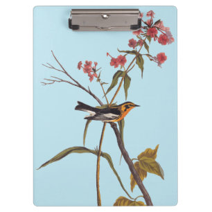 Blackburnian Warbler Vintag Audubon Songbird Art Klemmbrett