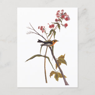Blackburnian Warbler Vintag Audubon Songbird Art Postkarte
