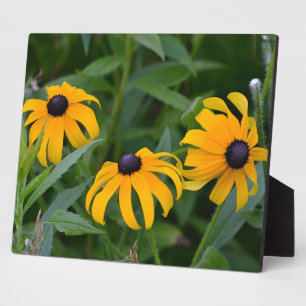 Blackeyed Susan Plaque Fotoplatte