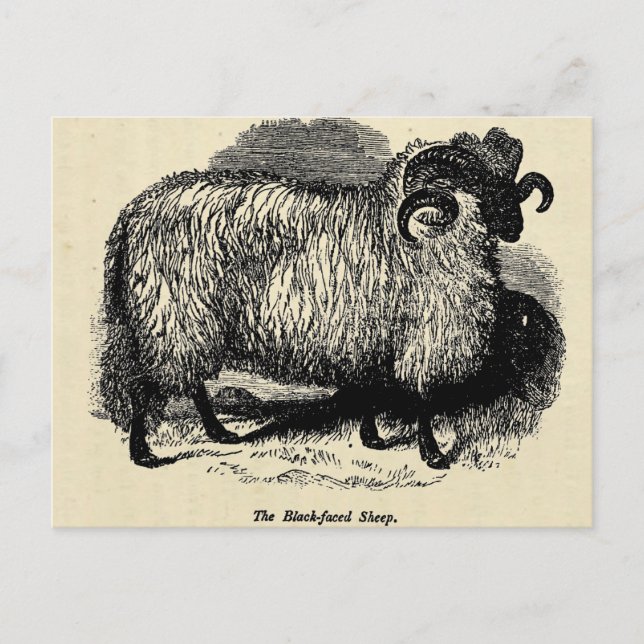 Blackface Sheep Postkarte (Vorderseite)
