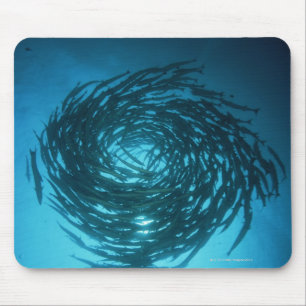 Blackfin barracuda schwimmen in Kreisen Mousepad
