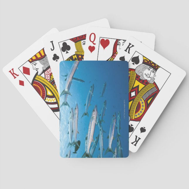 Blackfin Barracuda Spielkarten (Rückseite)