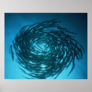 Blackfin Barracudaschwimmen in den Kreisen Poster