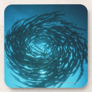 Blackfin Barracudaschwimmen in den Kreisen Untersetzer