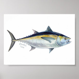 Blackfin Thunfisch-Poster. Poster