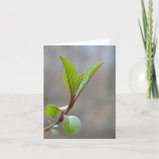 Blackhaw Notecard Karte