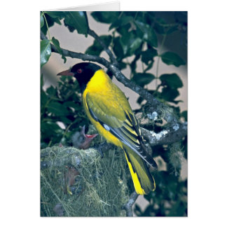 Blackhead Oriole