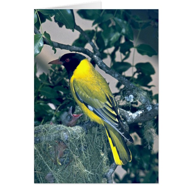 Blackhead Oriole (Vorne)