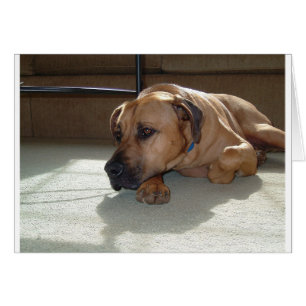 Blackmouth Cur Liegend