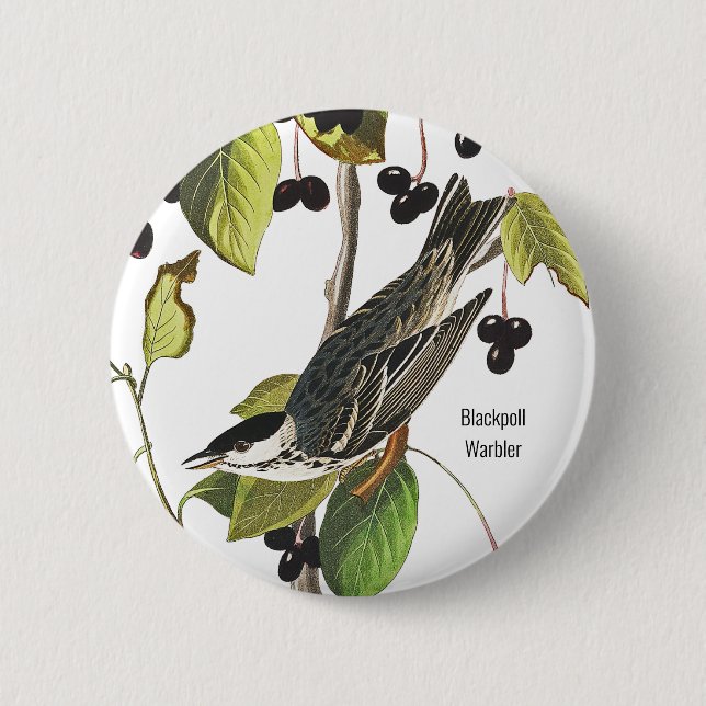 Blackpoll Warbler, Audubon, Vogelbeobachter Style  Button (Vorderseite)