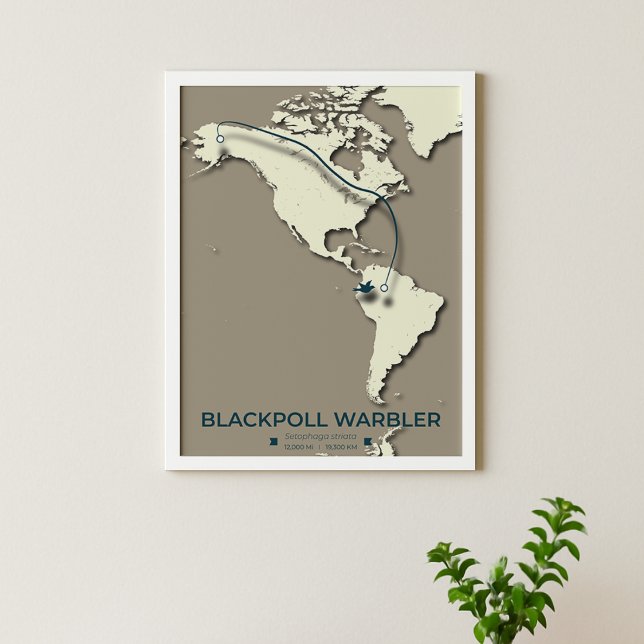 Blackpoll Warbler Migration Map - Minimalistisch Poster (Von Creator hochgeladen)