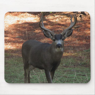 Blacktail Buck Mousepad