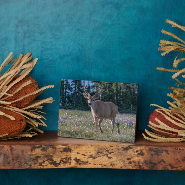 Blacktail Deer Buck | Olympischer Nationalpark Fotoplatte (Seite)