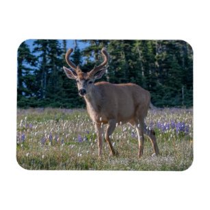 Blacktail Deer Buck   Olympischer Nationalpark Magnet