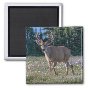 Blacktail Deer Buck   Olympischer Nationalpark Magnet