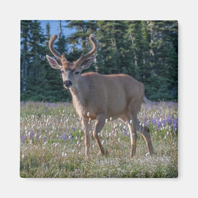Blacktail Deer Buck | Olympischer Nationalpark Magnet (Vorne)