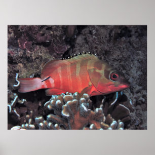 Blacktip-Gruppe Poster
