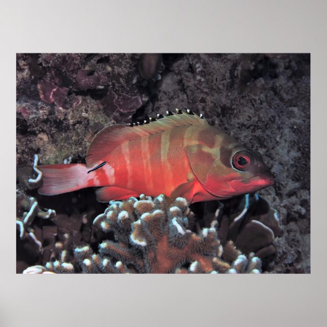 Blacktip-Gruppe Poster (Vorne)
