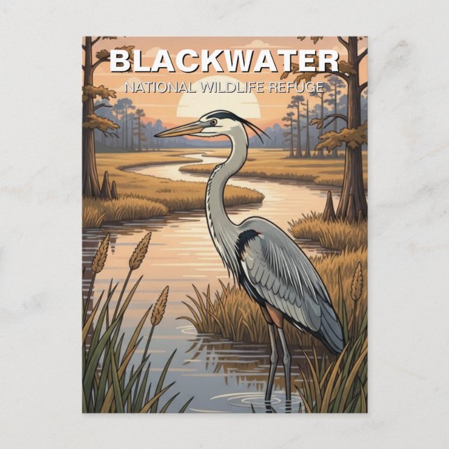Blackwater National Wildlife Refuge Maryland Postkarte (Vorderseite)