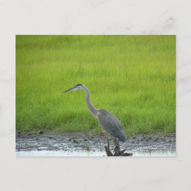 Blackwater National Wildlife Refugium Postkarte (Vorderseite)