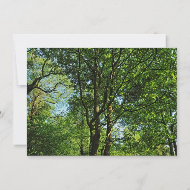 Blackweir Woods, Bute Park, Cardiff Wales Karte (Vorderseite)