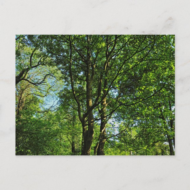 Blackweir Woods, Bute Park, Cardiff Wales Postcard Postkarte (Vorderseite)