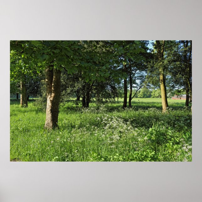 Blackweir Woods, Bute Park, Cardiff Wales Poster (Vorne)