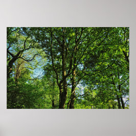 Blackweir Woods, Bute Park, Cardiff Wales Poster