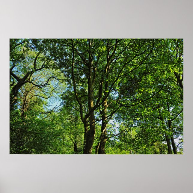 Blackweir Woods, Bute Park, Cardiff Wales Poster (Vorne)