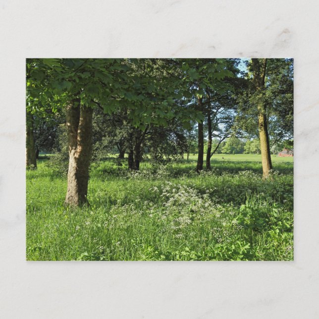 Blackweir Woods, Bute Park, Cardiff Wales Postkarte (Vorderseite)