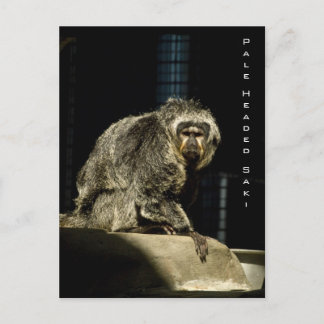 Blale Headed Saki Postkarte