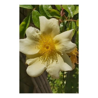 Blanca flor poster