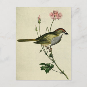 Blandings Finch Postkarte