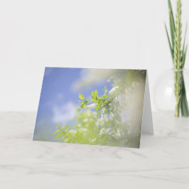 Blank Bird Cherry Tree Blüten Blume Sky Karte