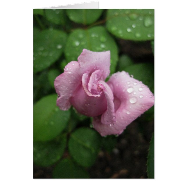 Blank-Bud Pink Dewdrop (Vorne)