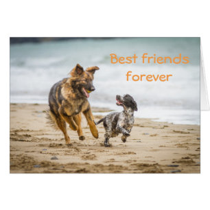 Blank Card German Shepherd Dog und Cockerspaniel