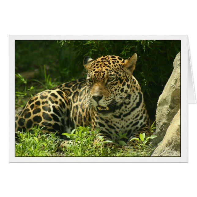 Blank Card - Jaguar-Foto (Vorderseite (Horizontal))
