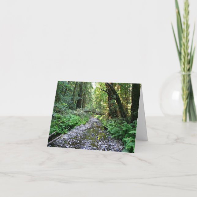 Blank Card, Muir Woods Dankeskarte (Vorderseite)