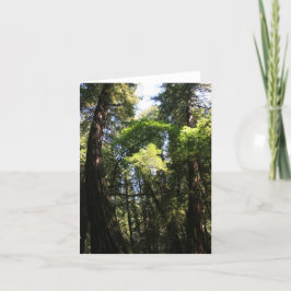 Blank Card, Muir Woods Dankeskarte
