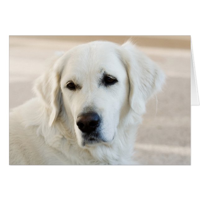 Blank Golden Retriever Card (Vorderseite (Horizontal))