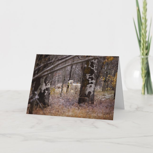 Blank Golden Retriever Foto Card Karte (Vorderseite)