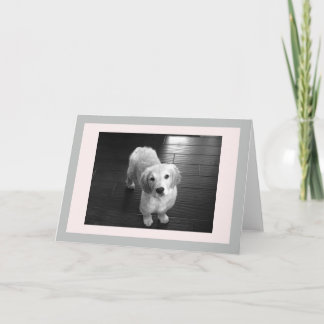 Blank Golden Retriever Welpe Grußkarte Feiertagskarte