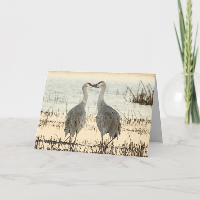 Blank Greeting Card mit Sandhill Cranes Karte (Vorderseite)