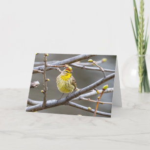 Blank Grußkarte Warbler Karte