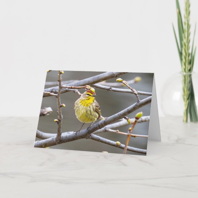 Blank Grußkarte Warbler Karte (Vorderseite)