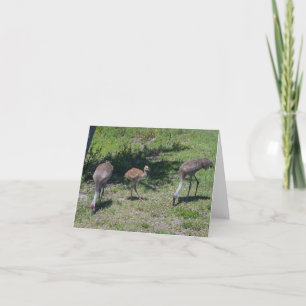 Blank Inside, Florida Sandhill Cranes Fotografie Karte