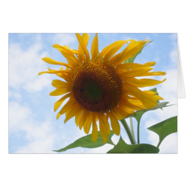 Blank Inside Sunflower (Vorderseite (Horizontal))