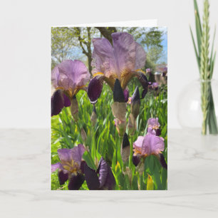 Blank-Iris-Blume Karte