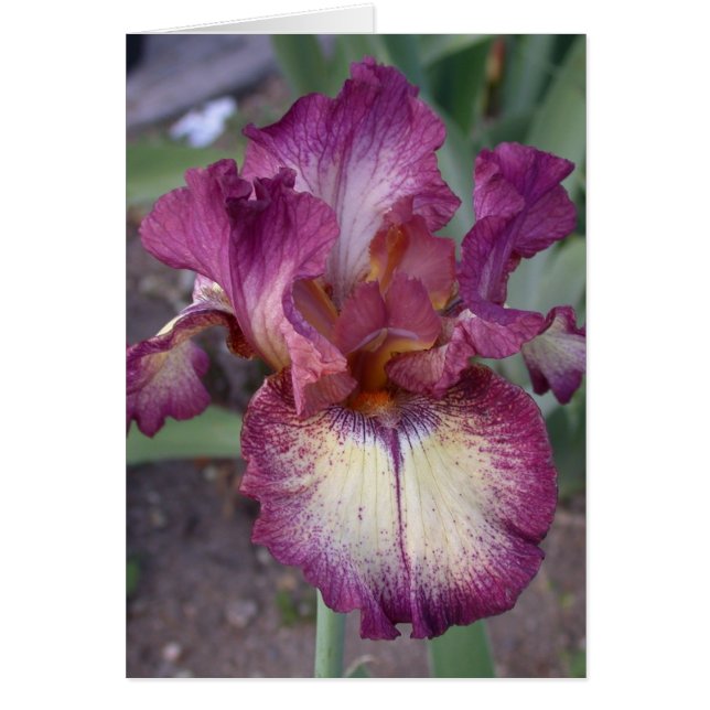 Blank-Iris-Karte (Vorne)